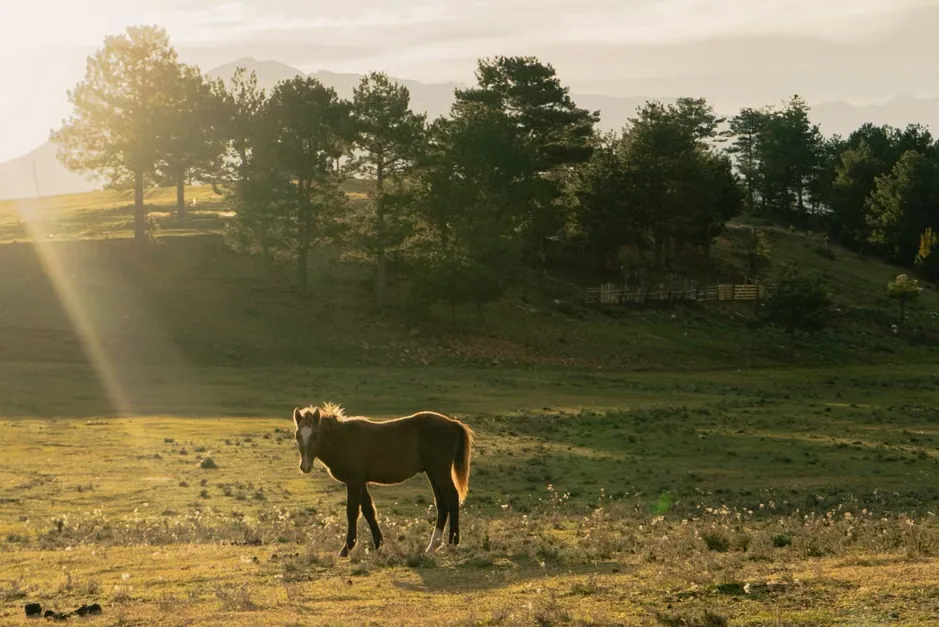 An Albanian horse grazing in a lush green pasture