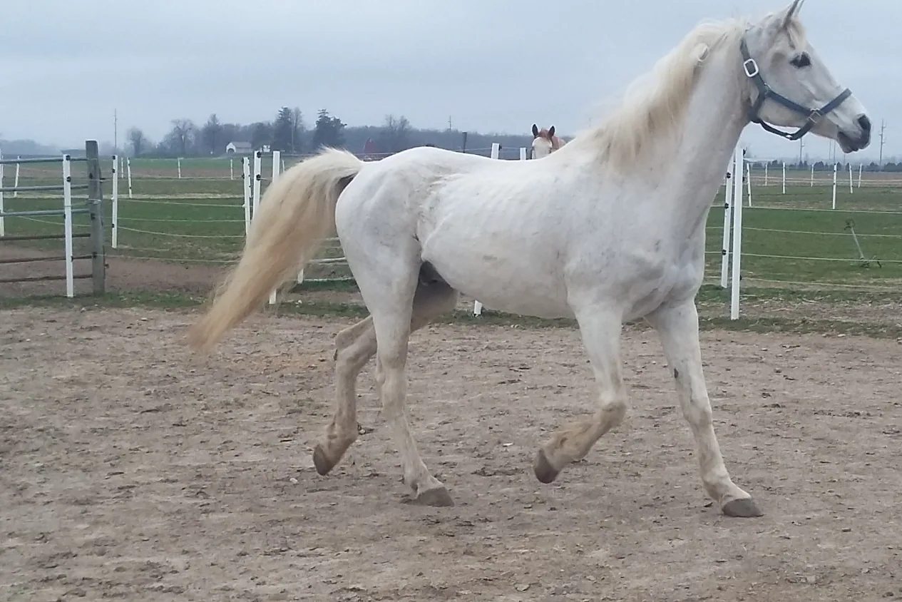 An Albanian horse standing in a grassy field, looking healthy and alert.