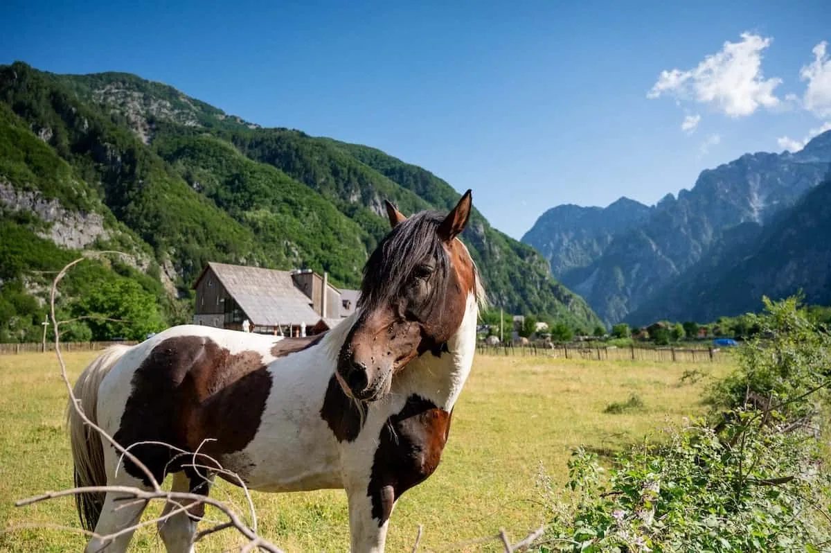 An Albanian horse standing in a grassy field, looking directly at the camera.