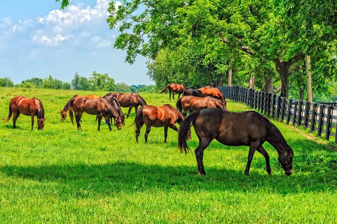 A majestic Alter Real horse standing in a sunlit pasture, its coat gleaming.
