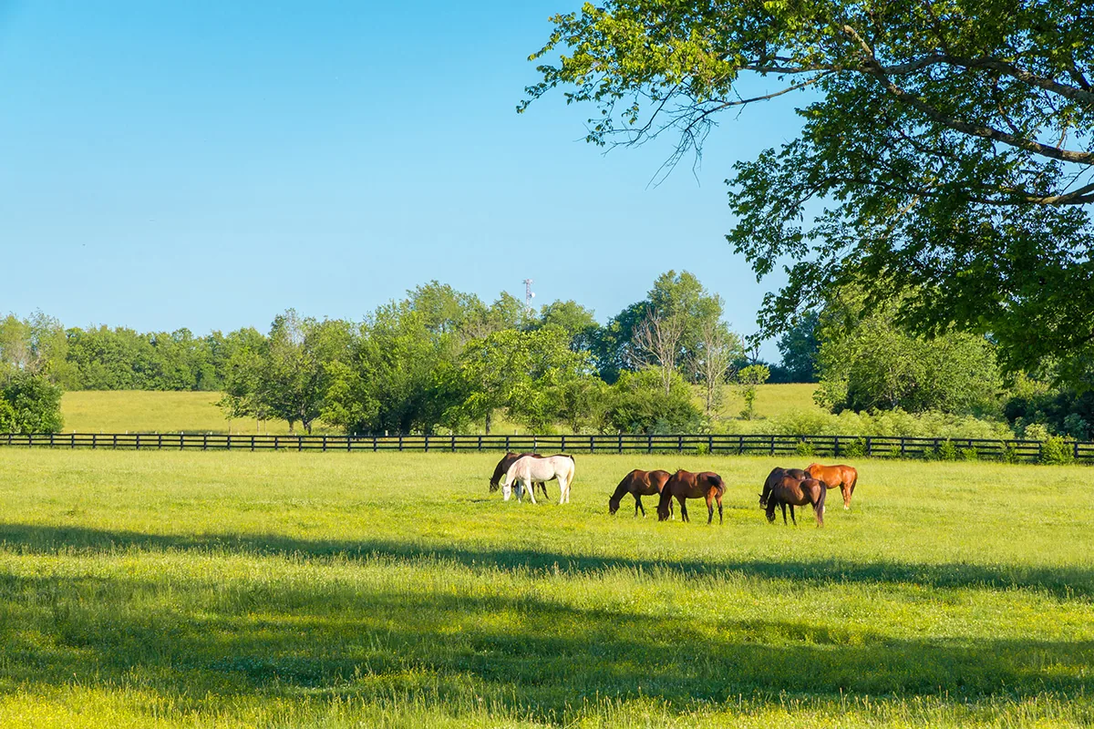 An Alter Real Horse standing in a lush green pasture under a clear sky.