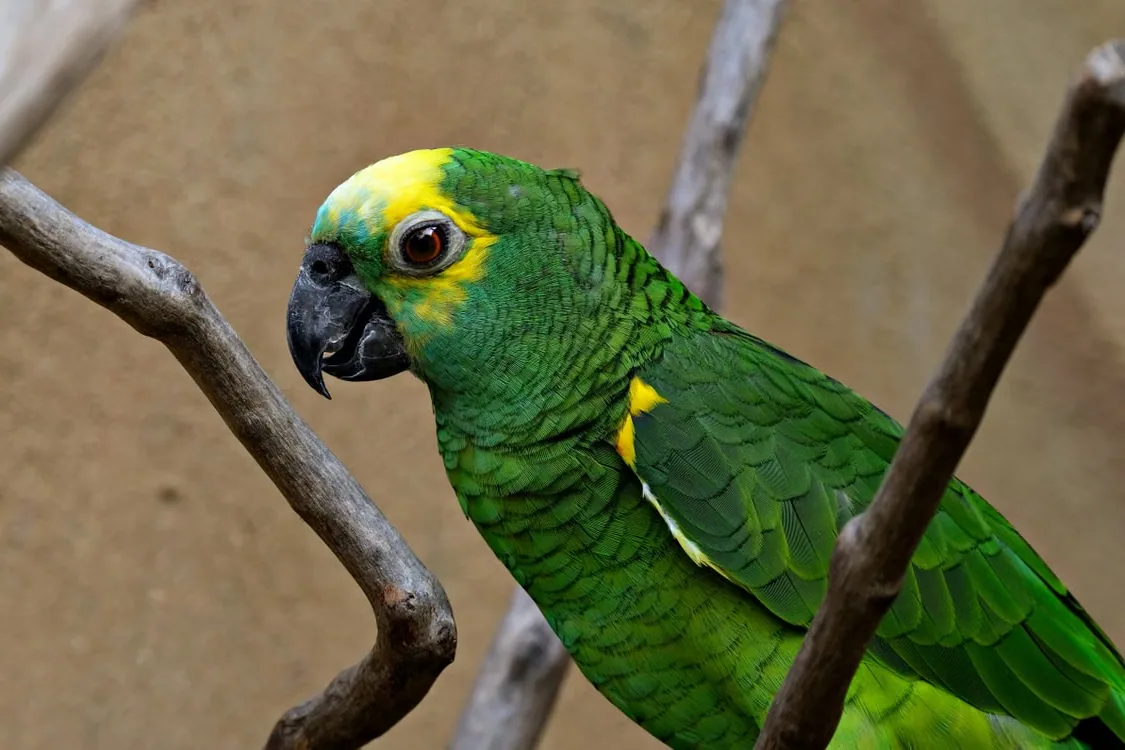 Two Amazon parrots perched on a branch in a lush jungle setting