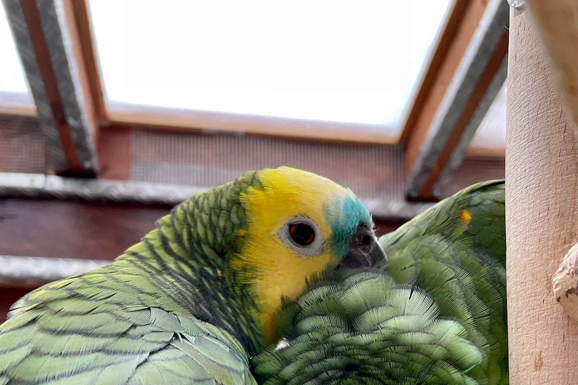 Two Amazon parrots perched on a branch, one preening the other's feathers.