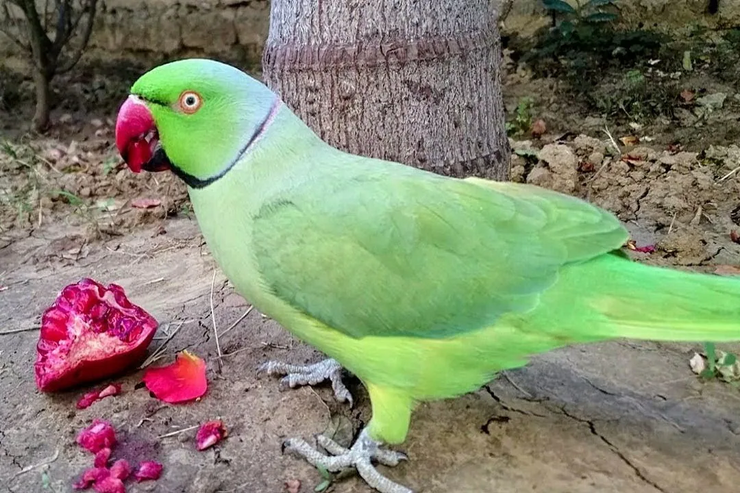 Two Amazon parrots eating fresh fruits and vegetables from a bowl