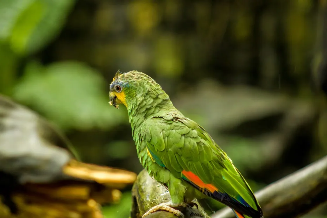 Two Amazon parrots perched on a branch in a sunlit aviary.