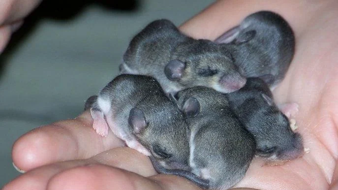 Baby Rat Care: A Comprehensive Guide for New Owners
