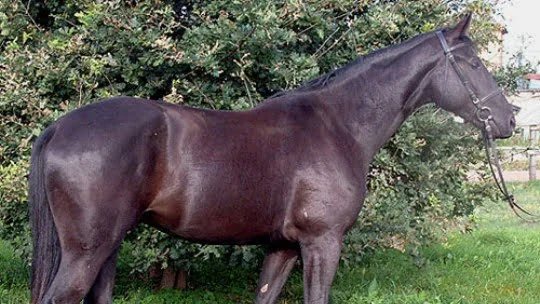 Brandenburg Horse -  Brandenburger,