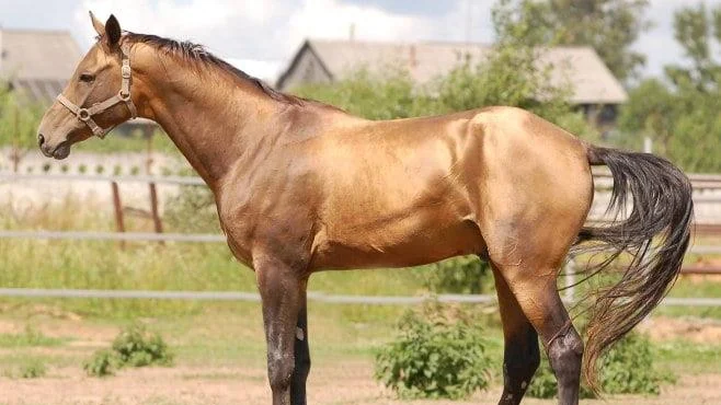 Budenny Horse