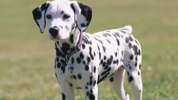 Dalmatian