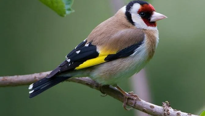 European GoldFinch
