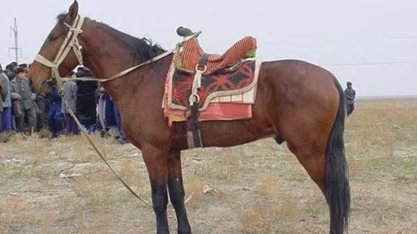 Karabair Horse