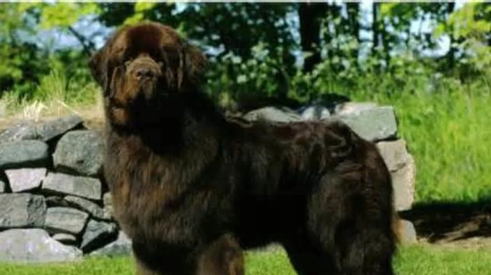 Discovering the Newfoundland Dog: A Gentle Giant of the Canine World