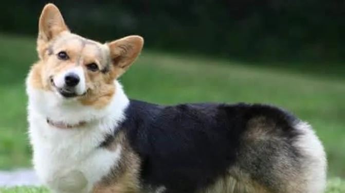 Everything You Need to Know About Pembroke Welsh Corgis