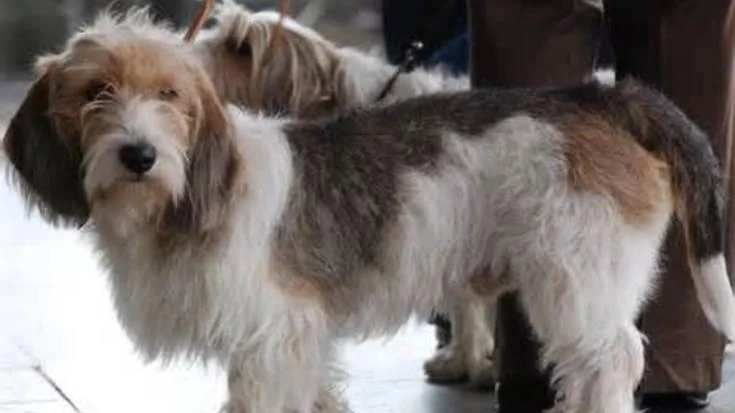 Petit Basset Griffon Vendeen
