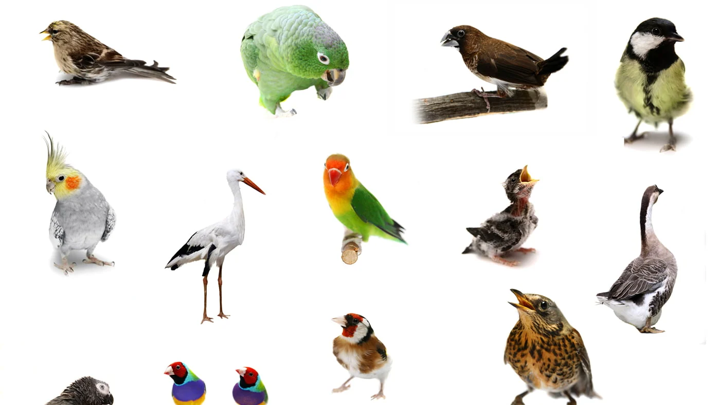 What Kind of Bird is Best as a Pet?