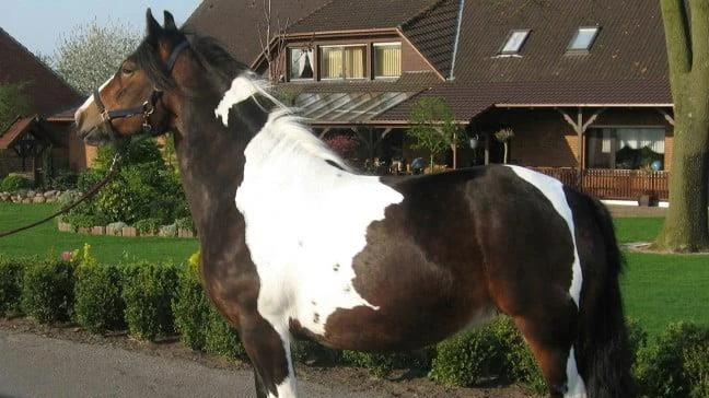 Discovering the Gypsy Vanner Horse: A Unique and Majestic Breed