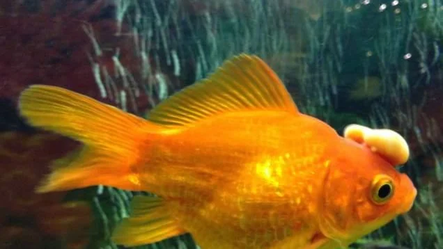 General Fish Afflictions