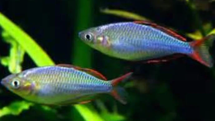 Comprehensive Guide to Rainbowfish Care: Tips for a Thriving Aquarium