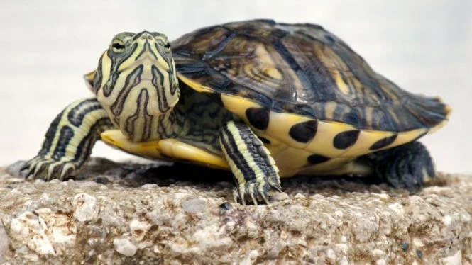Turtles as Pets