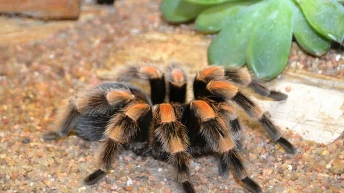 Pet Tarantula