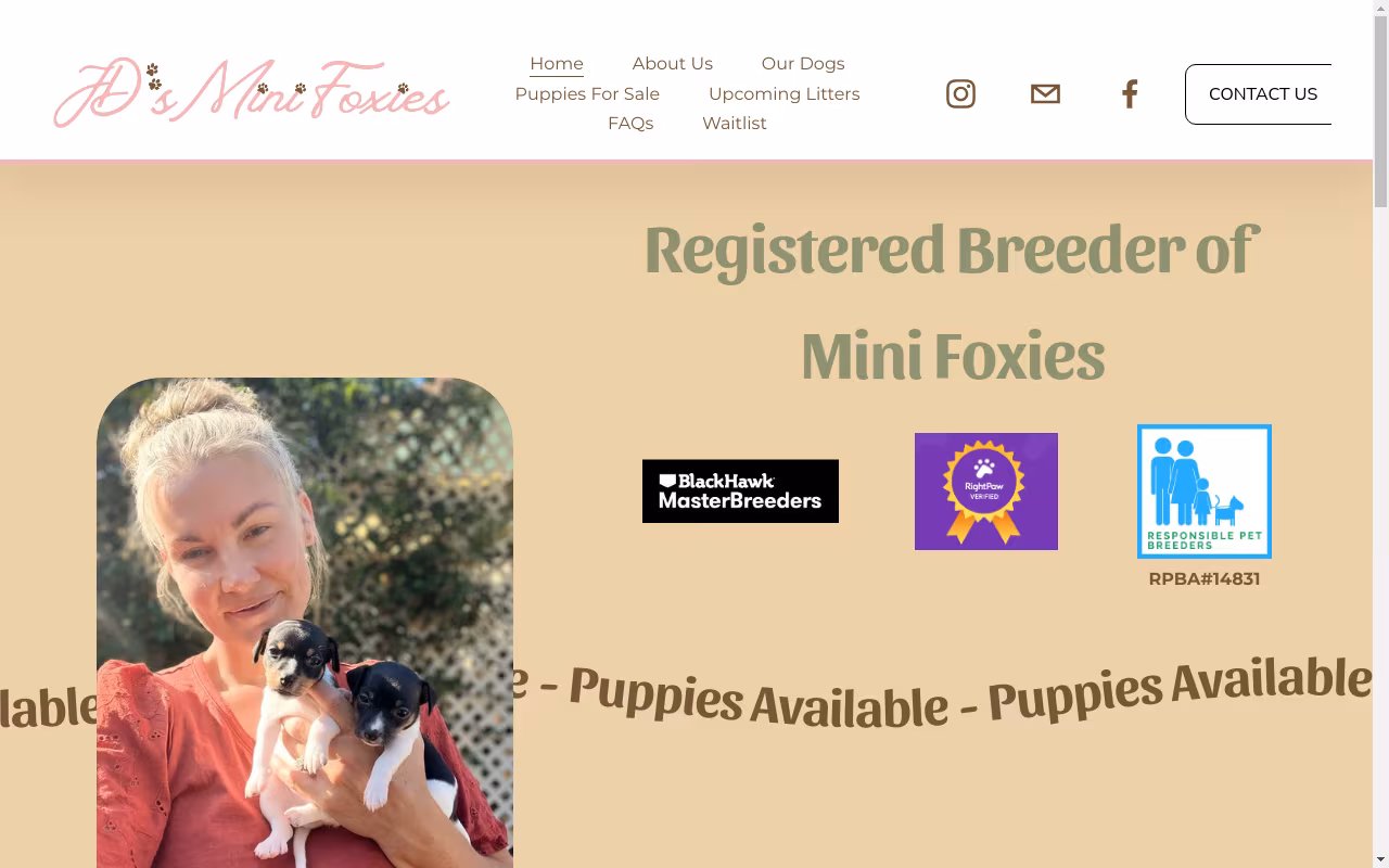 JDs Mini Foxies