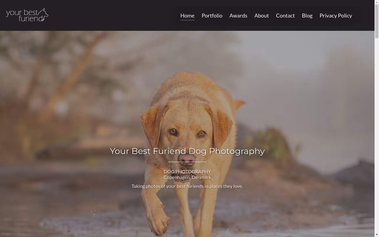 Your Best Furiend Dog Photography