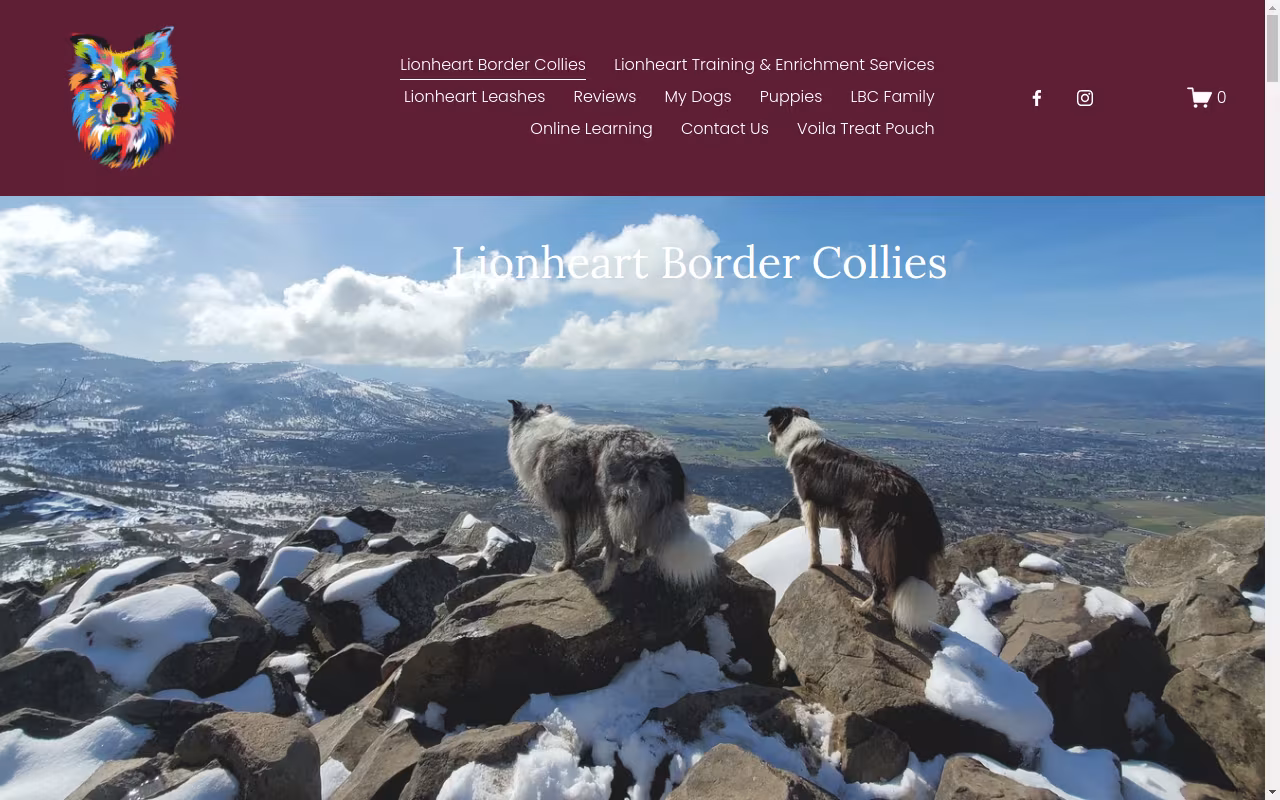 Lionheart Border Collies